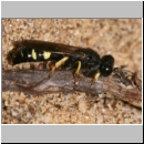 Crabro peltarius - Grabwespe m07 10mm.jpg